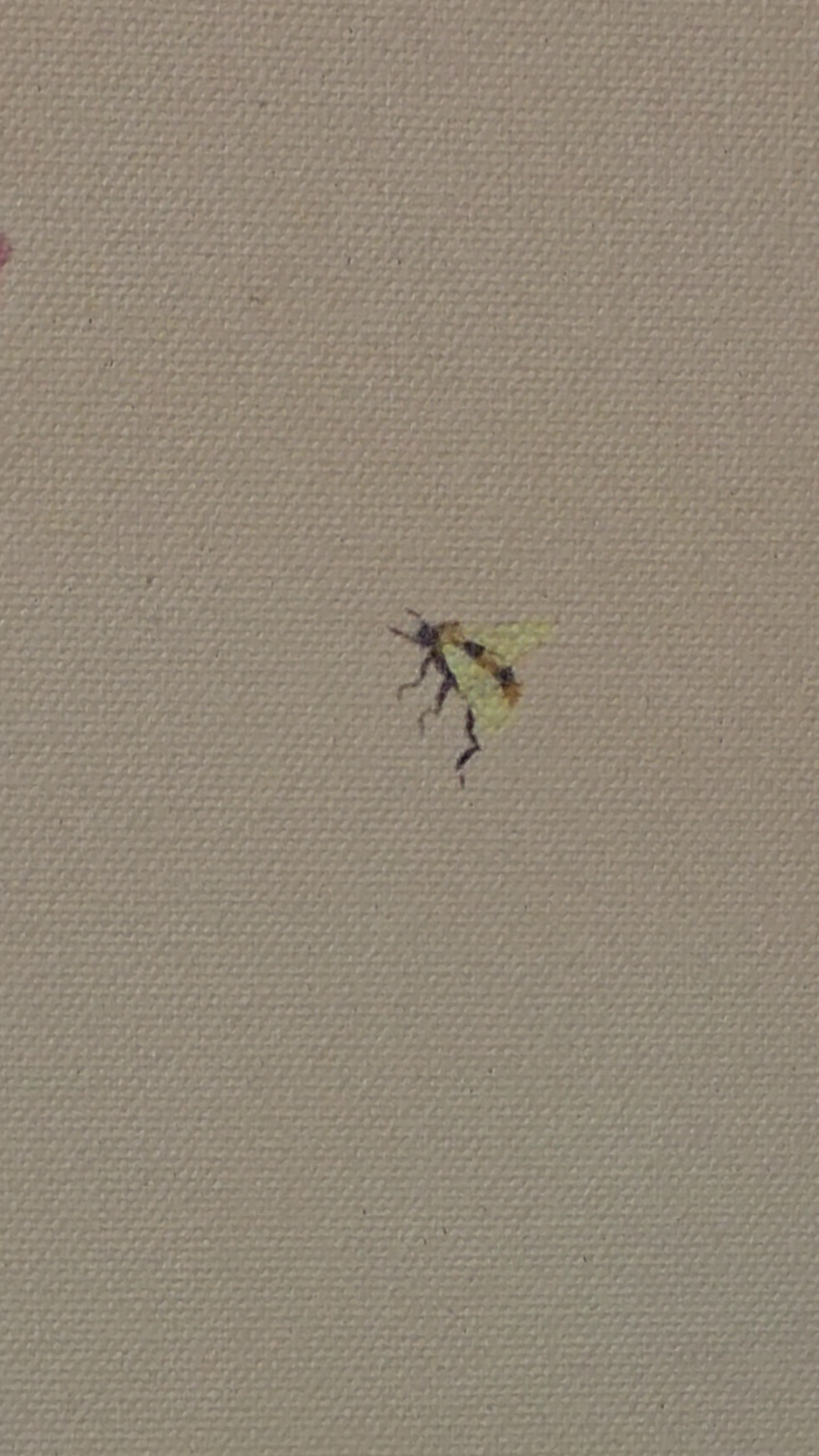 "Cherry Blossom" canvas print